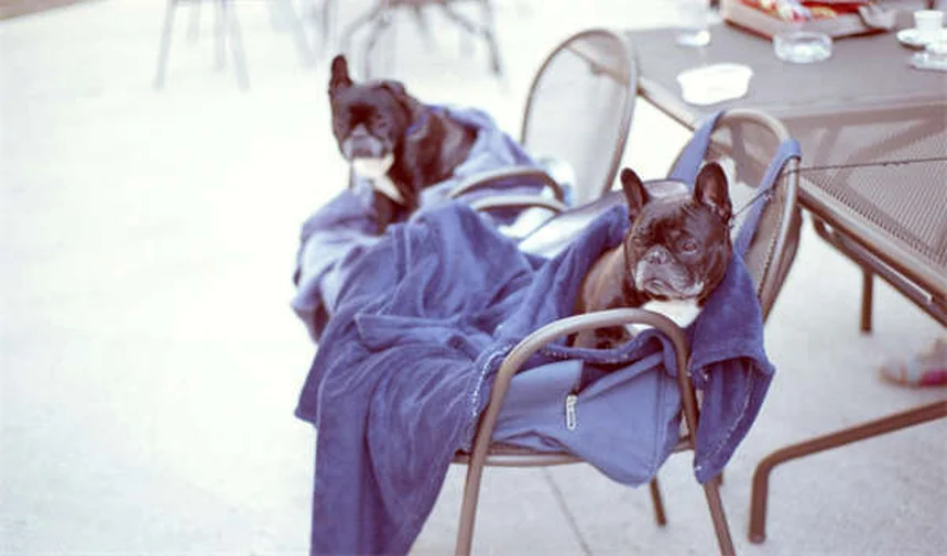 ¿Por qué los perros montan? Descubre las 5 razones sorprendentes