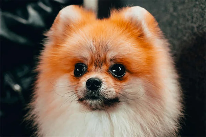 Los 5 tipos de hámsters más populares como mascotas en 2024