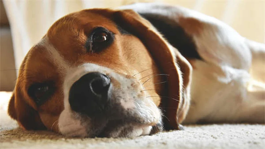 Cómo cambiar la comida de tu perro sin problemas: Guía completa