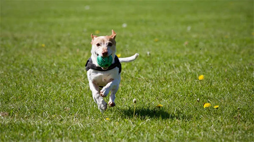 Cómo cambiar la comida de tu perro sin problemas: Guía completa