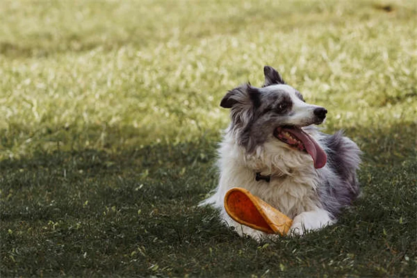 Secreciones oculares en perros: cuándo preocuparse y qué hacer