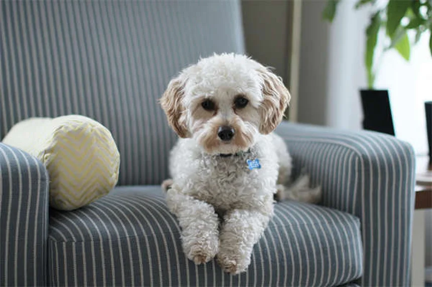 Secreciones oculares en perros: cuándo preocuparse y qué hacer