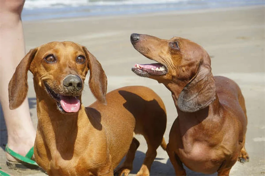 Secreciones oculares en perros: cuándo preocuparse y qué hacer