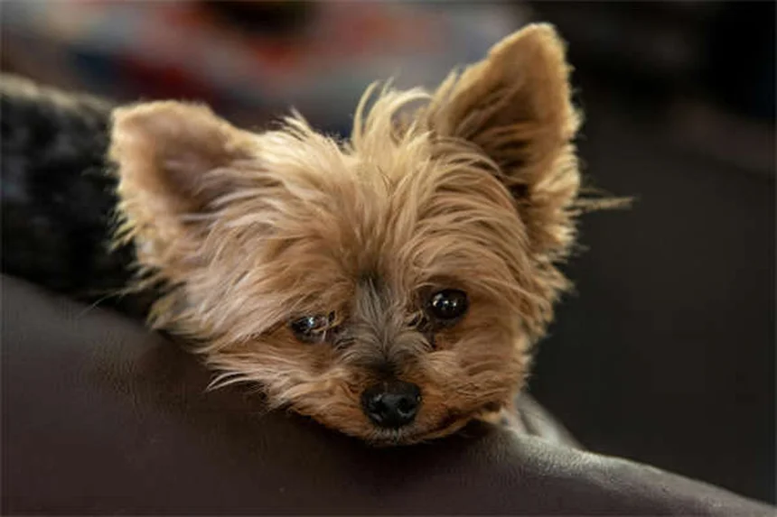 Secreciones oculares en perros: cuándo preocuparse y qué hacer