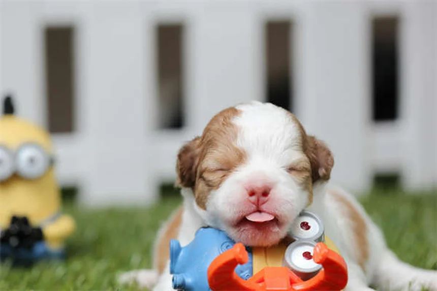 Cómo cuidar a un cachorro recién nacido: Guía completa semana a semana