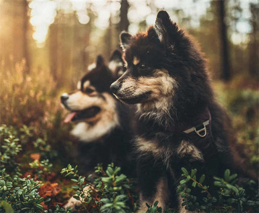 Cómo cuidar a un cachorro recién nacido: Guía completa semana a semana