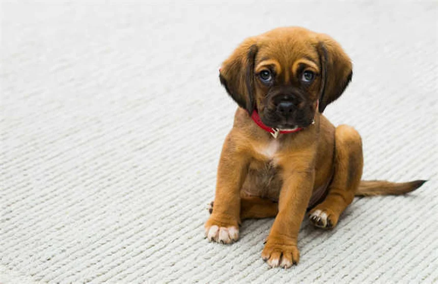 Pruebas de alergia para perros: Guía completa para dueños preocupados
