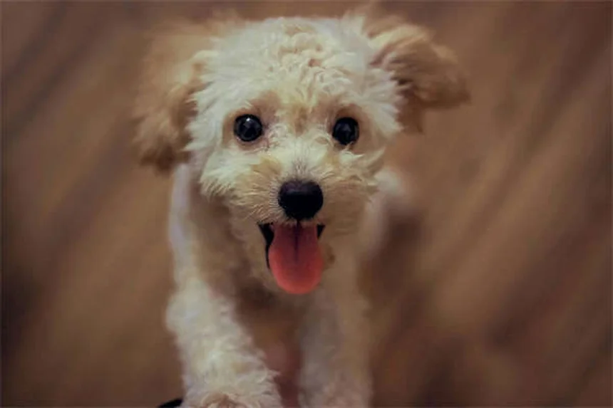 Pruebas de alergia para perros: Guía completa para dueños preocupados