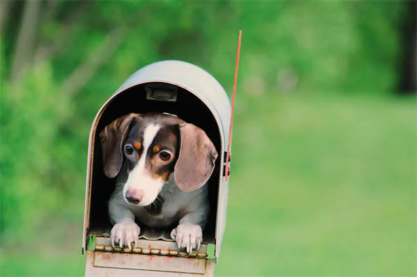 Moho en casa: 5 señales de que está afectando a tu mascota