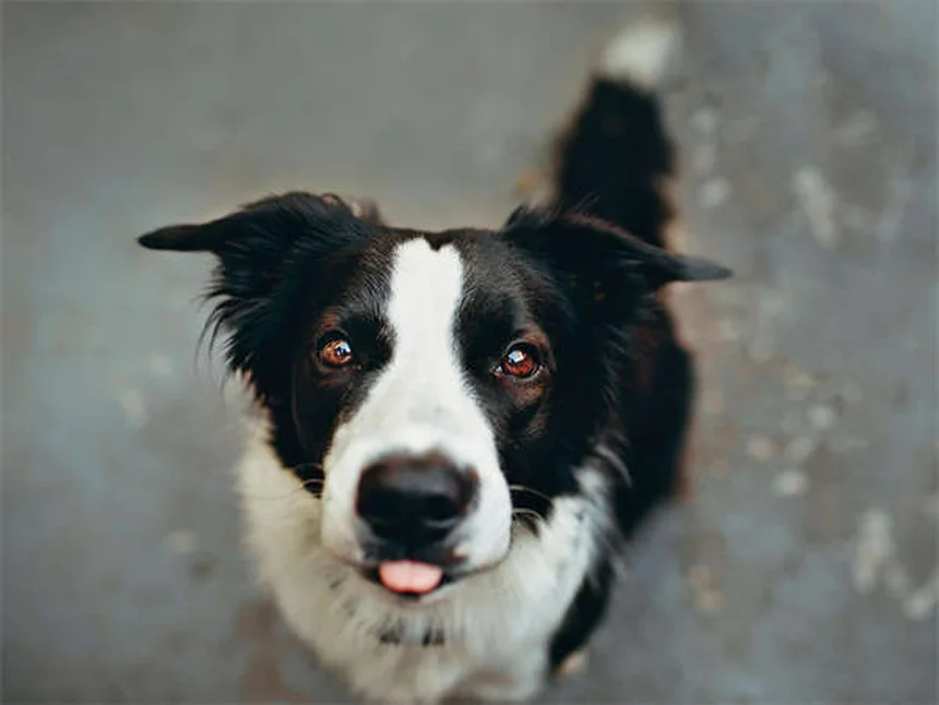Cómo ser cuidador de mascotas profesional: Guía paso a paso