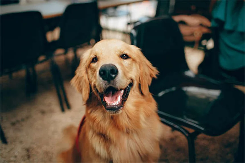 Baile canino: 5 pasos para convertirte en campeón con tu perro
