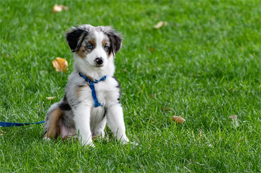 7 Consejos infalibles para proteger a tu perro del árbol de Navidad