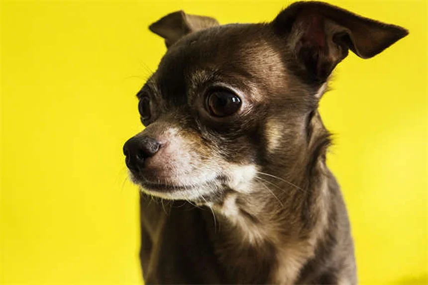 Zimeta® para caballos: Todo lo que necesitas saber sobre este tratamiento para la fiebre